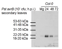 PR-4 | Pathogenesis-related protein 4 (Arabidopsis thaliana) in the group Antibodies Plant/Algal  / Environmental Stress / Pathogen attack at Agrisera AB (Antibodies for research) (AS12 2369)